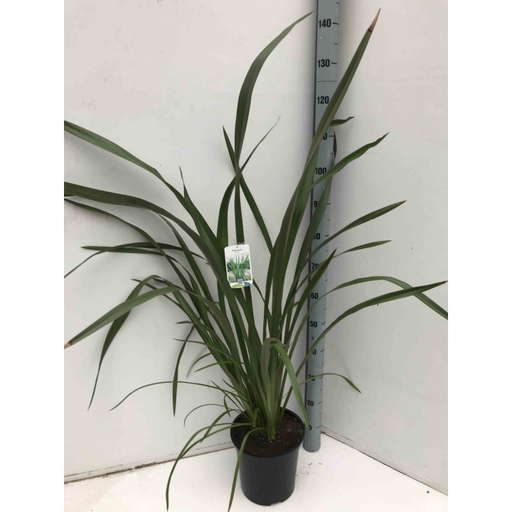 Phormium tenax