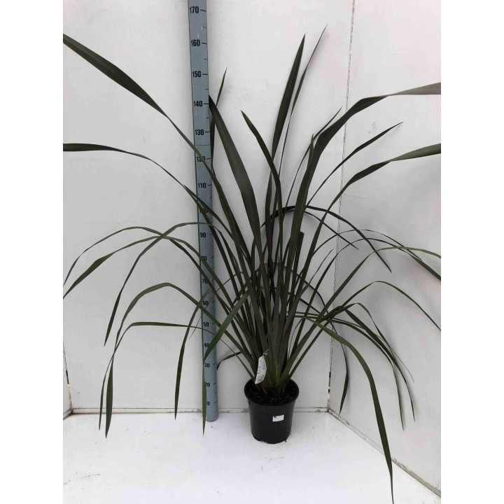 Phormium tenax var. Purpurée