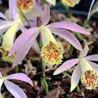 Pléione grandiflora