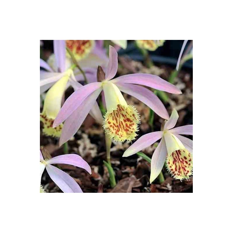 Pléione grandiflora