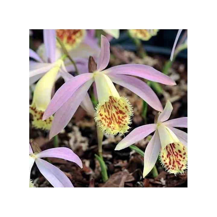 Pléione grandiflora