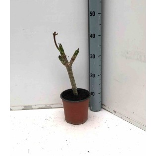 Plumeria rubra rosier