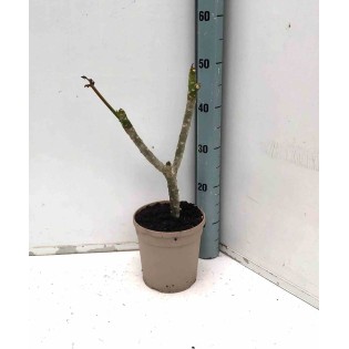 Plumeria rubra rosier