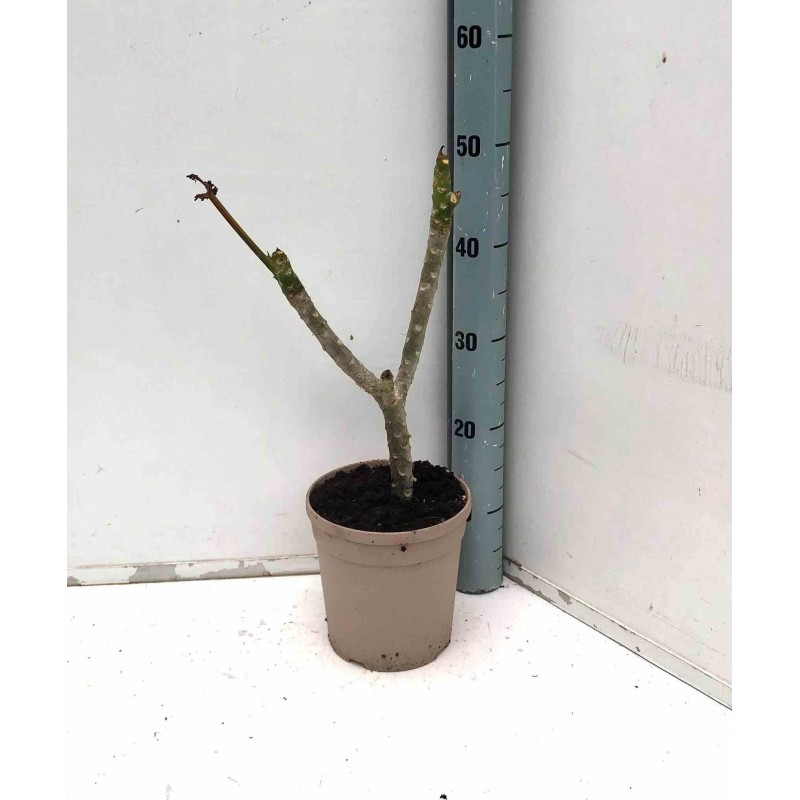 Plumeria rubra rosier