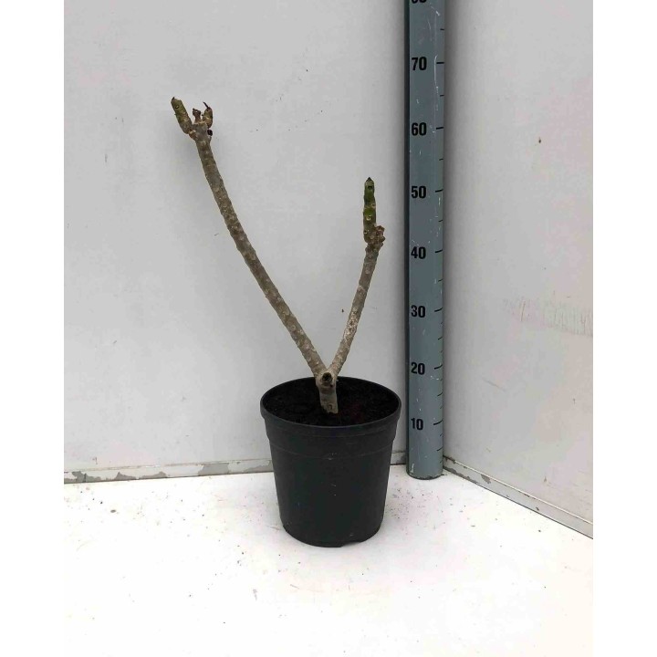 Plumeria rubra rosier