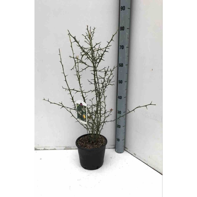 Poncirus trifoliata (citron du nord)