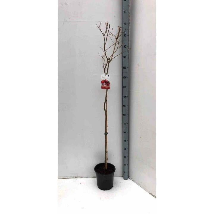 Punica granatum