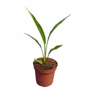 Ravenala madagascariensis