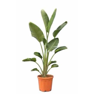 Strelitzia nicolai (Oiseaux du paradis)