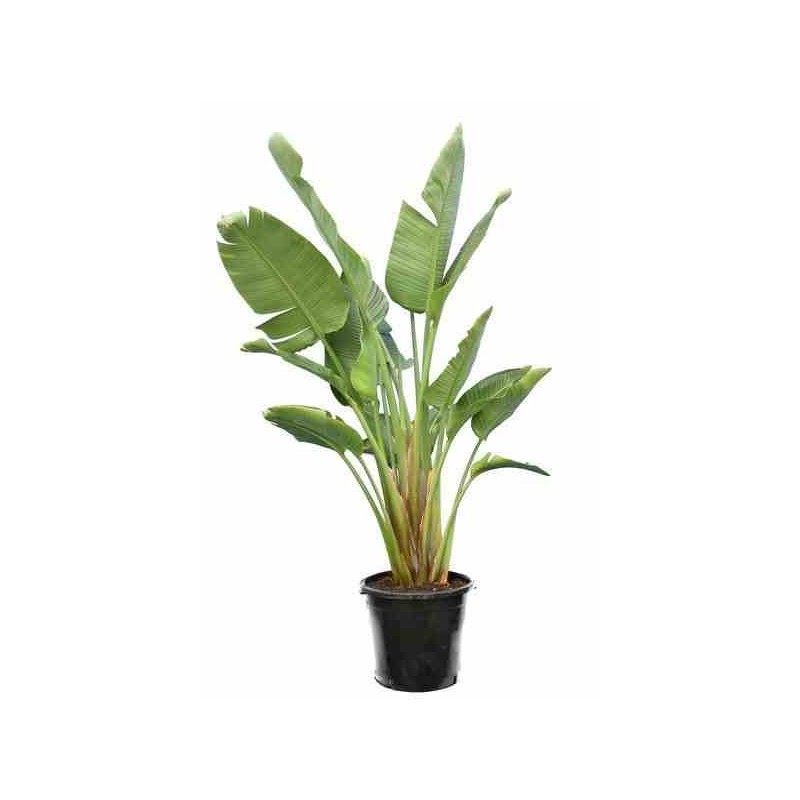 Strelitzia nicolai (Oiseaux du paradis)