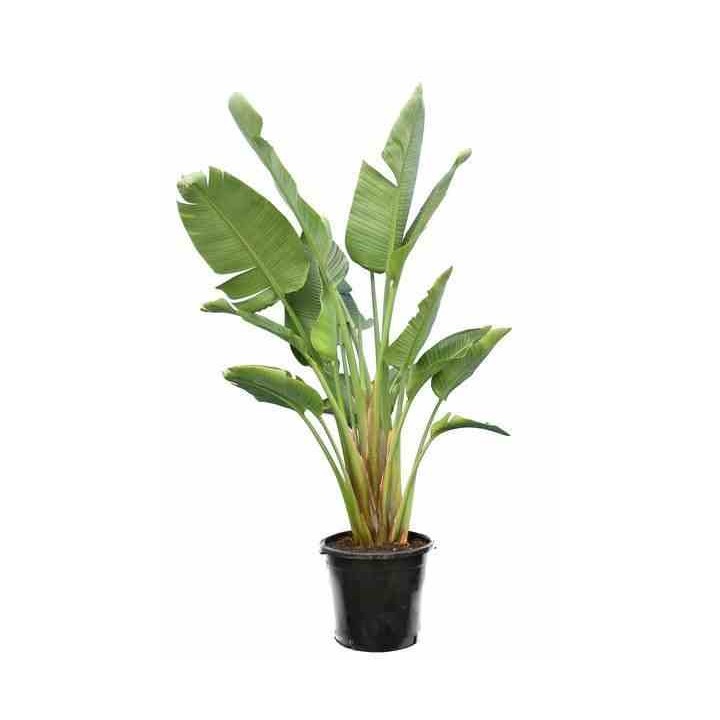 Strelitzia nicolai (Oiseaux du paradis)