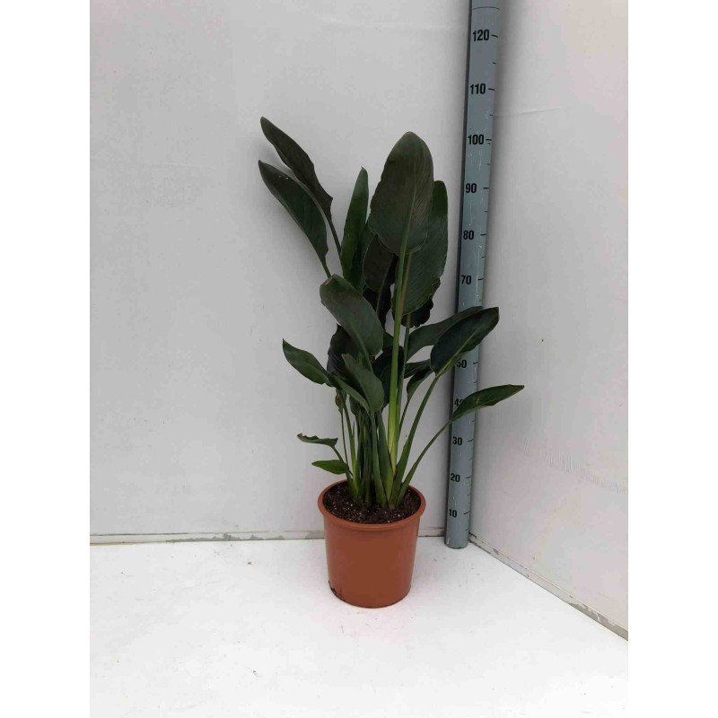 Strelitzia reginae (oiseaux du paradis)