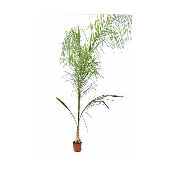 Syagrus romanzoffiana sp. 'Santa Catarina (syn. Arecastrum r.)