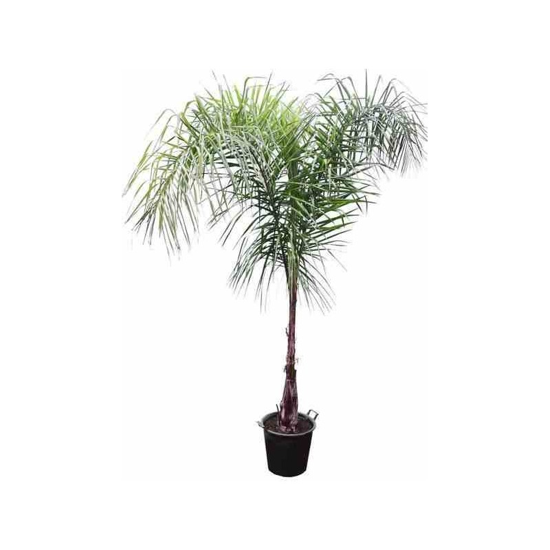 Syagrus romanzoffiana sp. 'Santa Catarina (syn. Arecastrum r.)