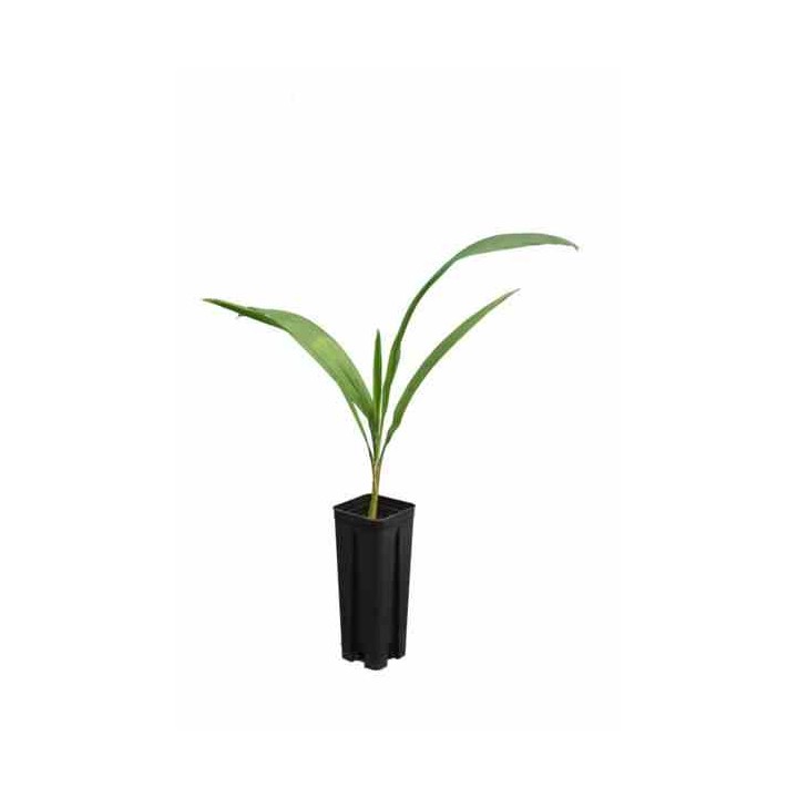 Syagrus romanzoffiana sp. 'Santa Catarina (syn. Arecastrum r.)