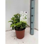 Trachelospermum jasminoïdes