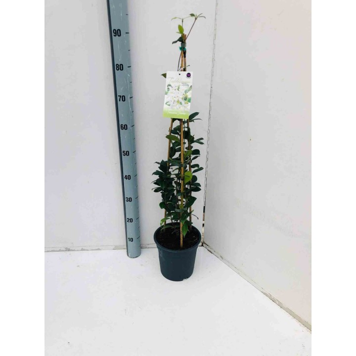 Trachelospermum jasminoïdes