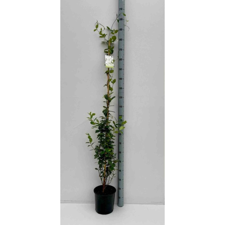 Trachelospermum jasminoïdes