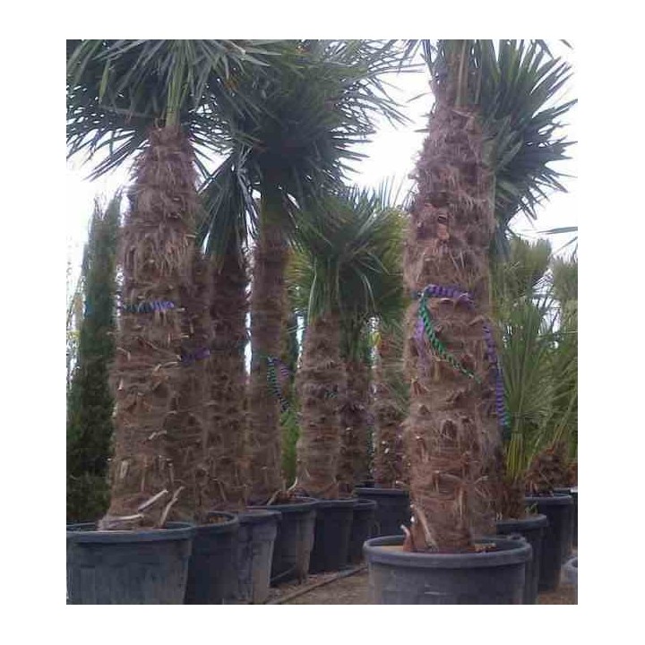 Trachycarpus fortunei