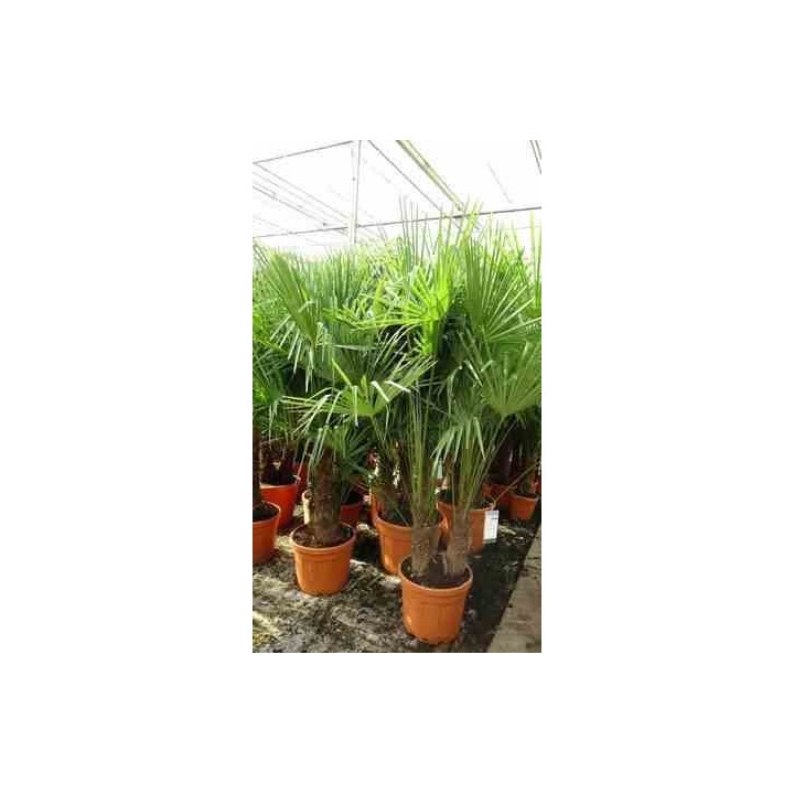 Trachycarpus fortunei
