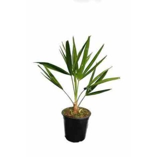 Trachycarpus fortunei