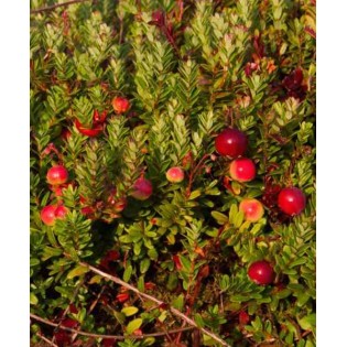 Pèlerin de Vaccinium macrocarpon