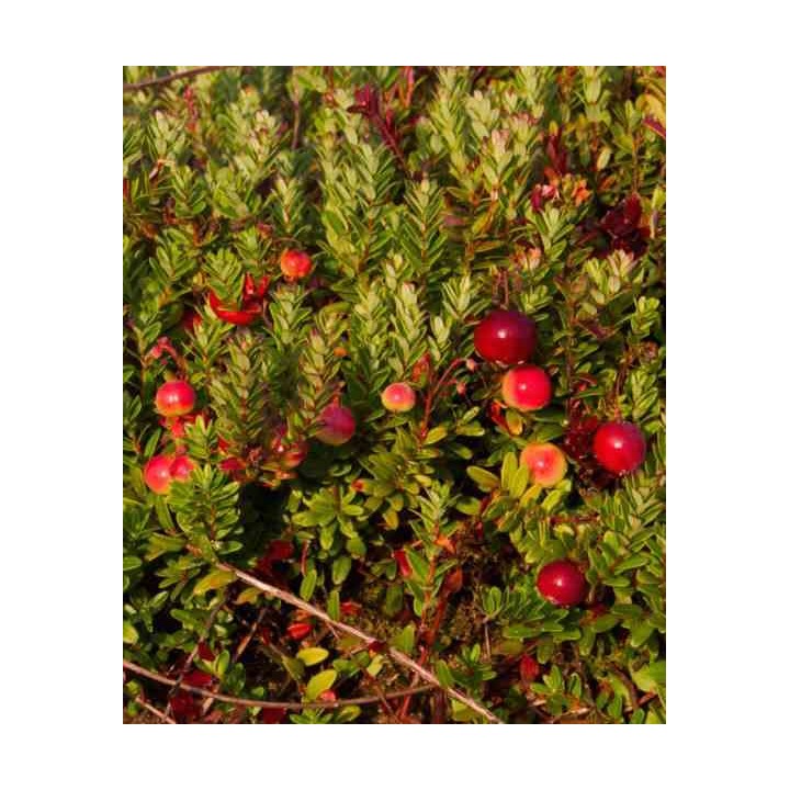 Pèlerin de Vaccinium macrocarpon