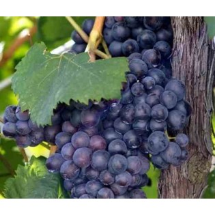 Vigne à raisin (Vitis vinifera) Boskoop Glorie