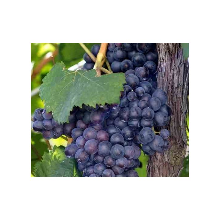 Vigne à raisin (Vitis vinifera) Boskoop Glorie