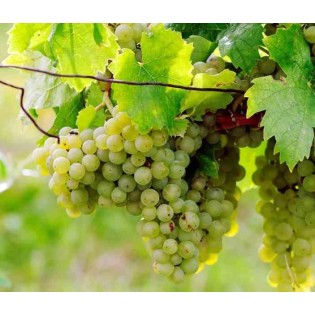 Vigne à raisin blanc (Vitis vinifera Himrot)
