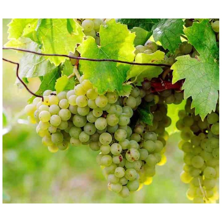 Vigne à raisin blanc (Vitis vinifera Himrot)