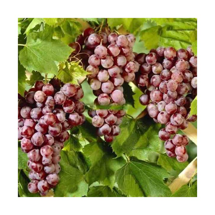 Vigne à raisin rouge (Vitis labrusca Spulga)