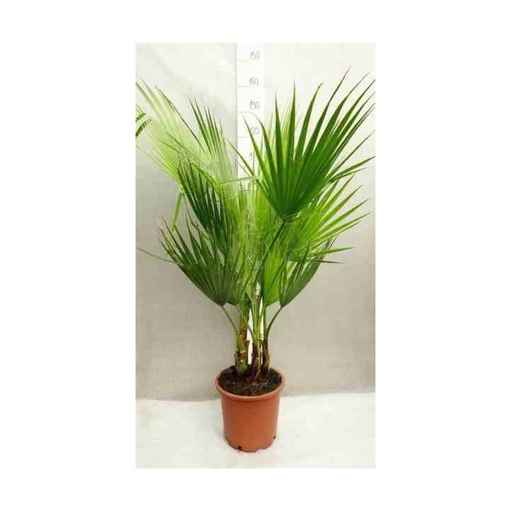 Washingtonia Robusta (Palmier éventail)