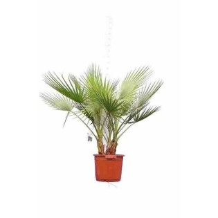 Washingtonia Robusta (Palmier éventail)