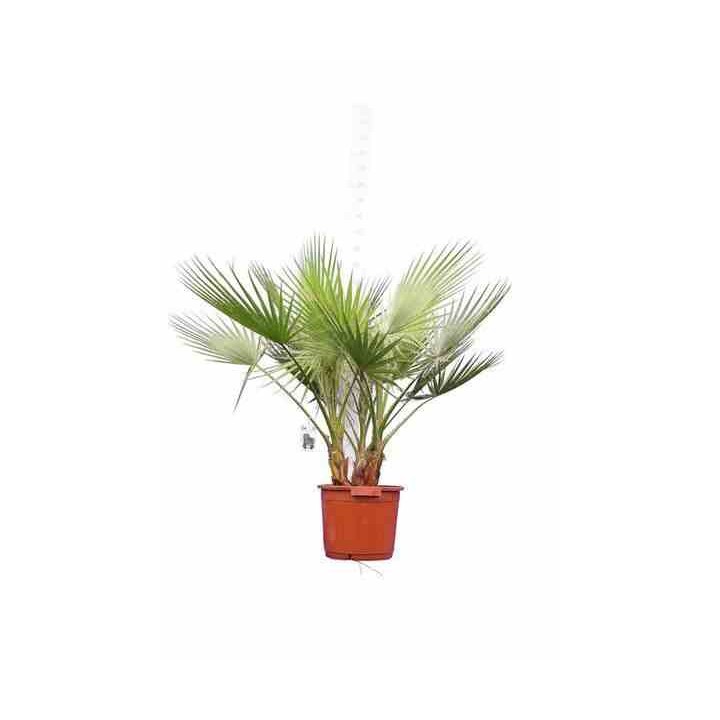 Washingtonia Robusta (Palmier éventail)