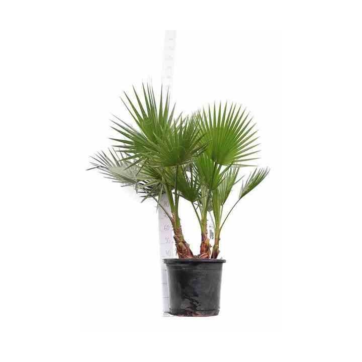 Washingtonia Robusta (Palmier éventail)
