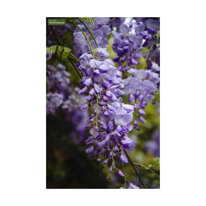 Glycine sinensis var. Flore Pléno