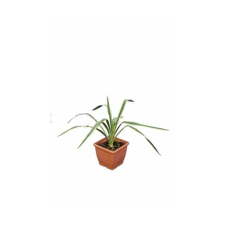 Yucca filamenteux