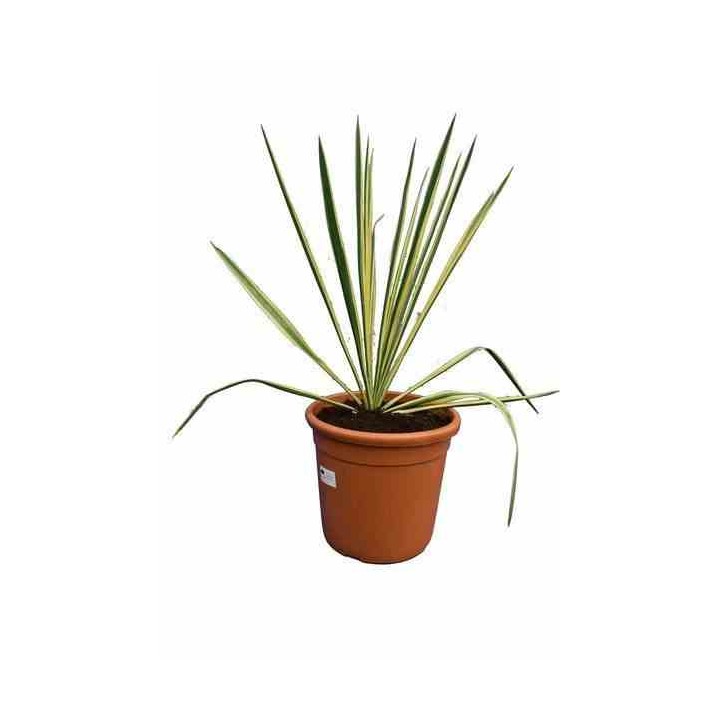 Yucca filamenteux