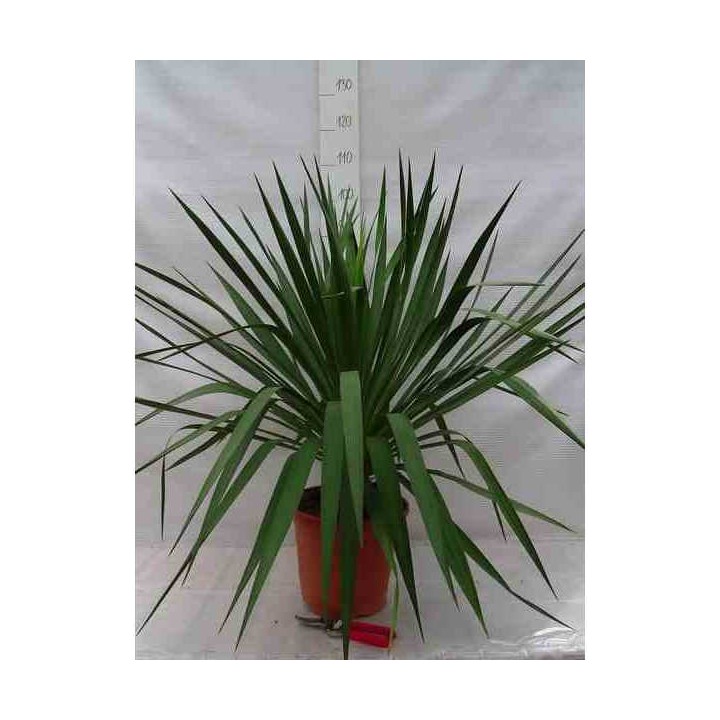 Yucca glorieuse
