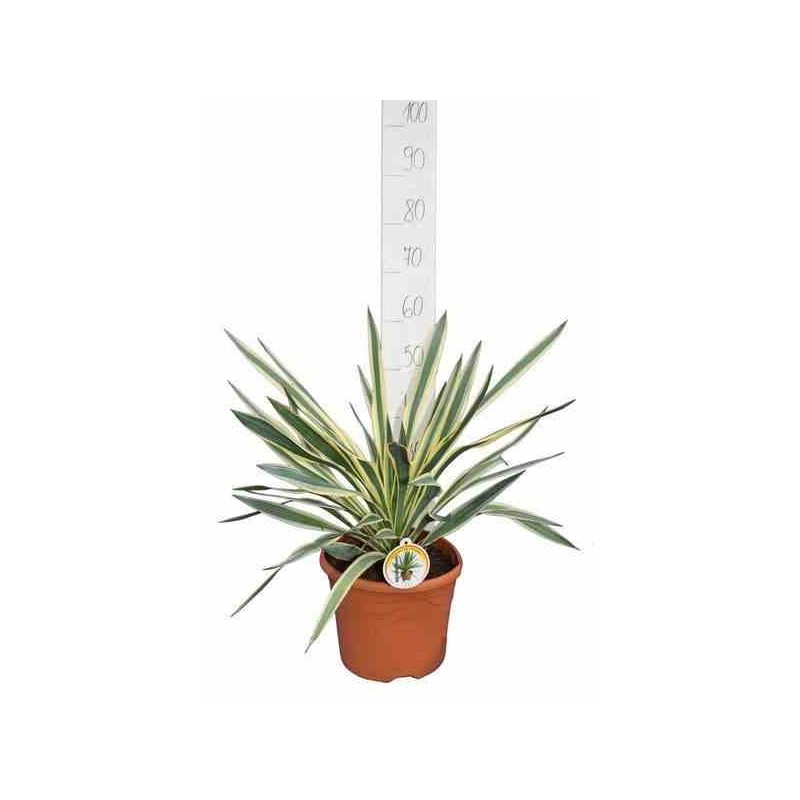Yucca gloriosa variegata