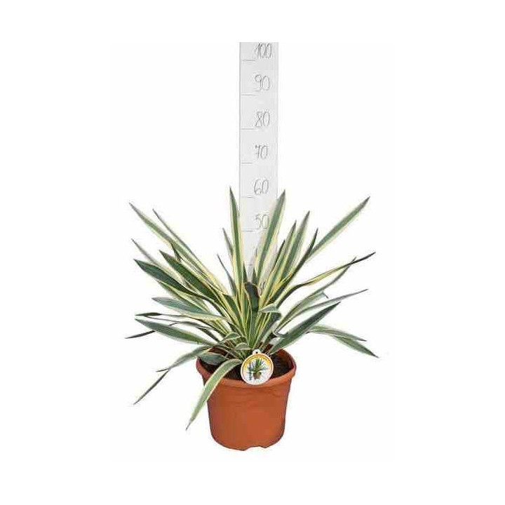 Yucca gloriosa variegata