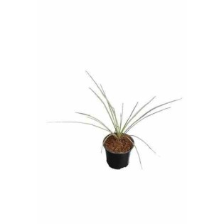 Yucca rostrata