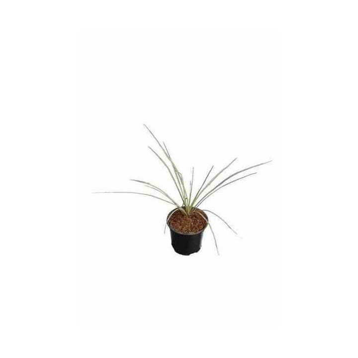 Yucca rostrata