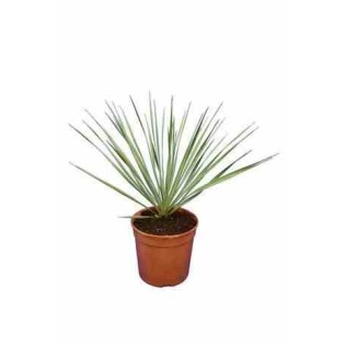 Yucca rostrata