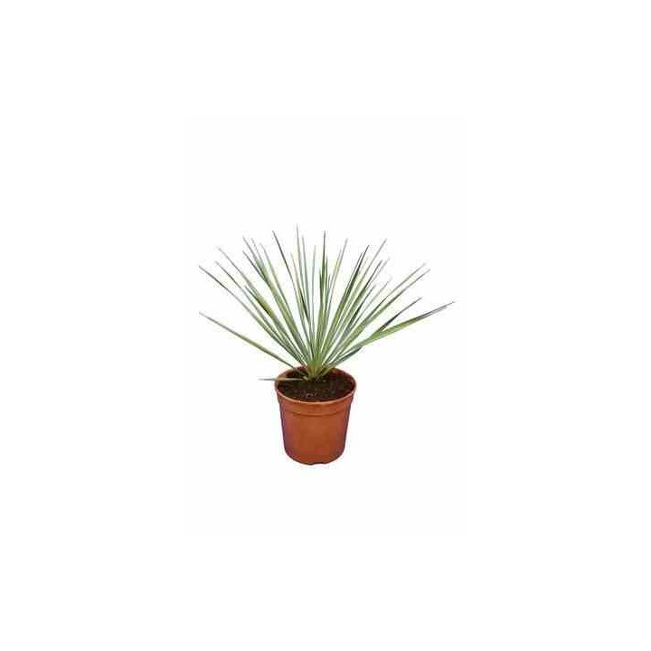 Yucca rostrata