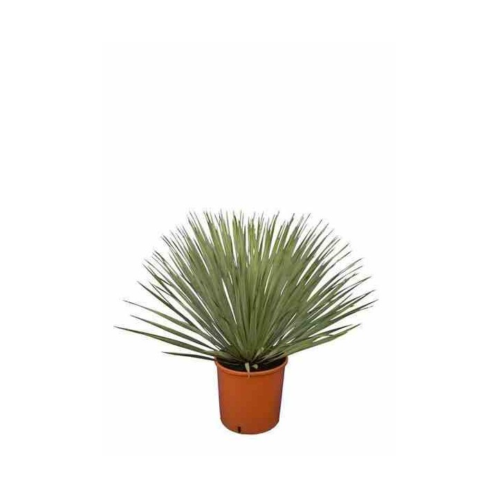 Yucca rostrata