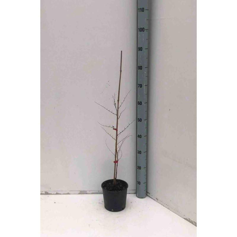 Zizyphus jujuba (jujubier)