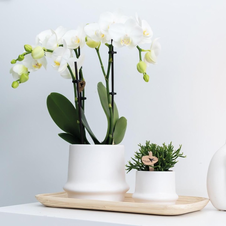 Bamboo Oval Tray