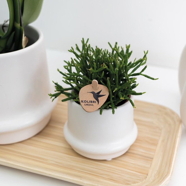 Bamboo Oval Tray